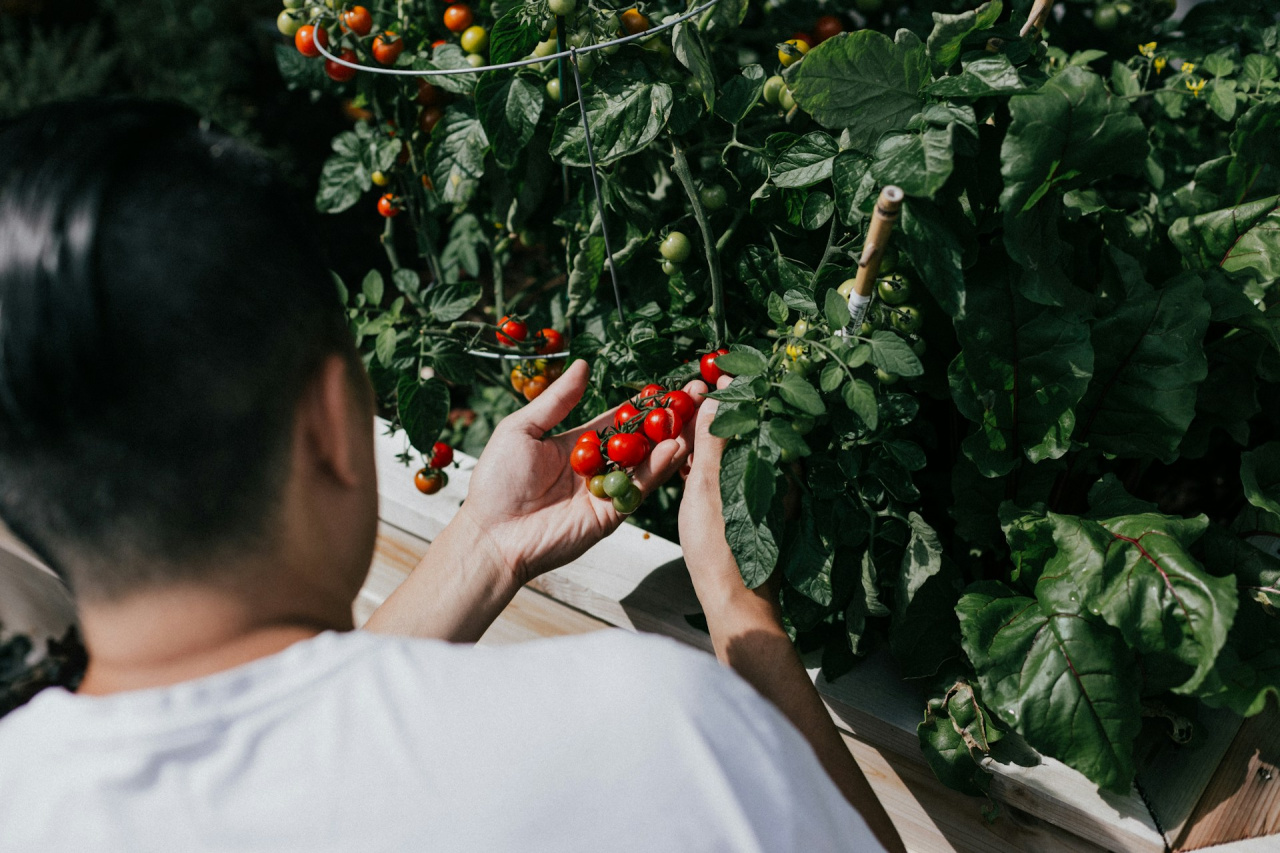 Image d'illustration pour : Inauguration du potager
