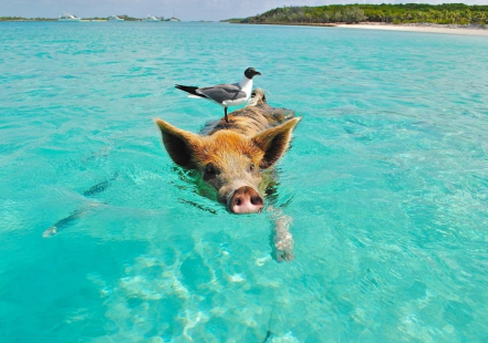 c'est un cochon