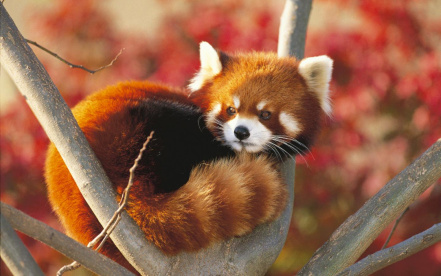 Image d'illustration pour : Sauver les pandas roux