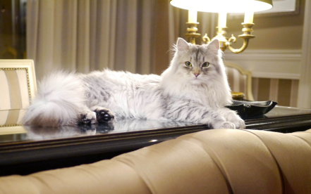 Image d'illustration pour : Plus de chats
