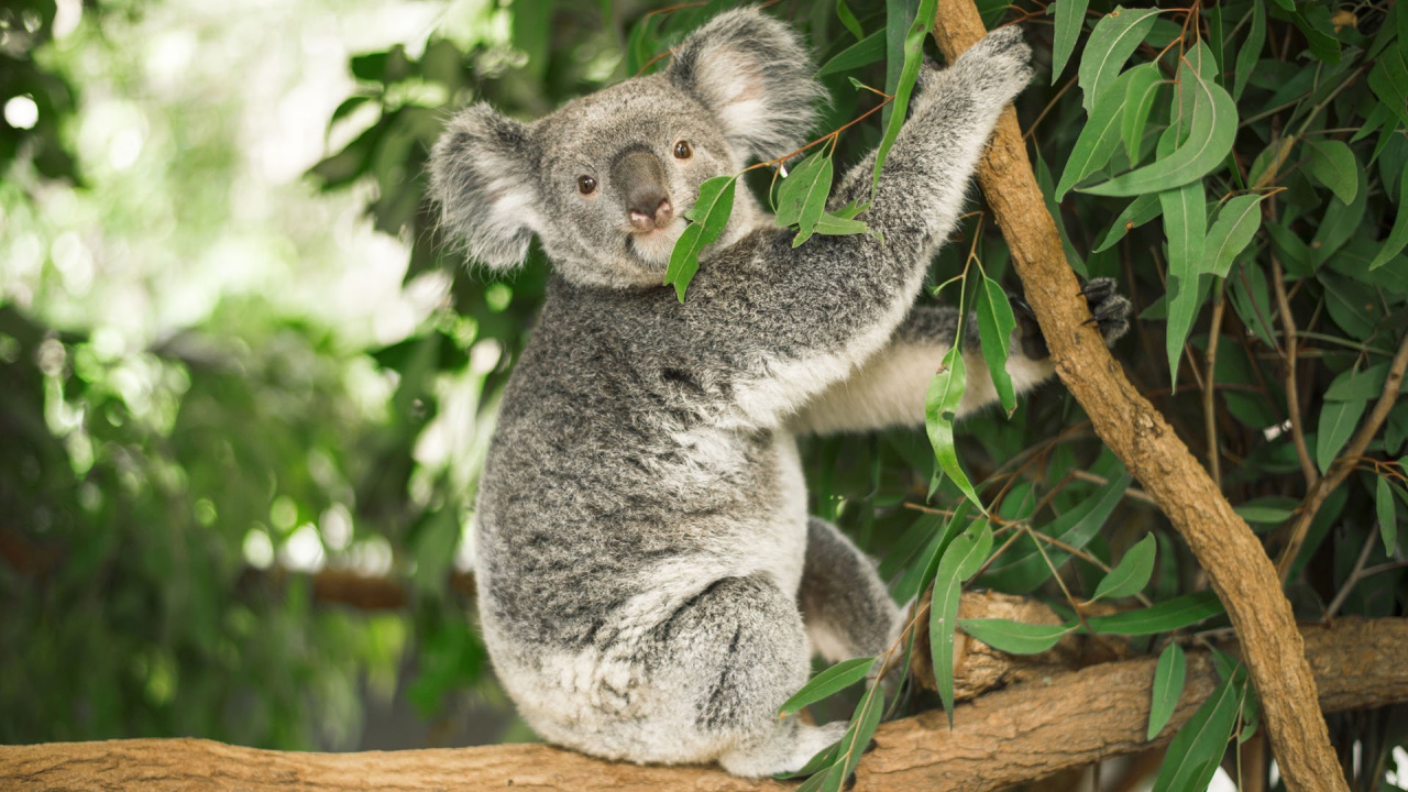 Image d'illustration pour : Et des koalas