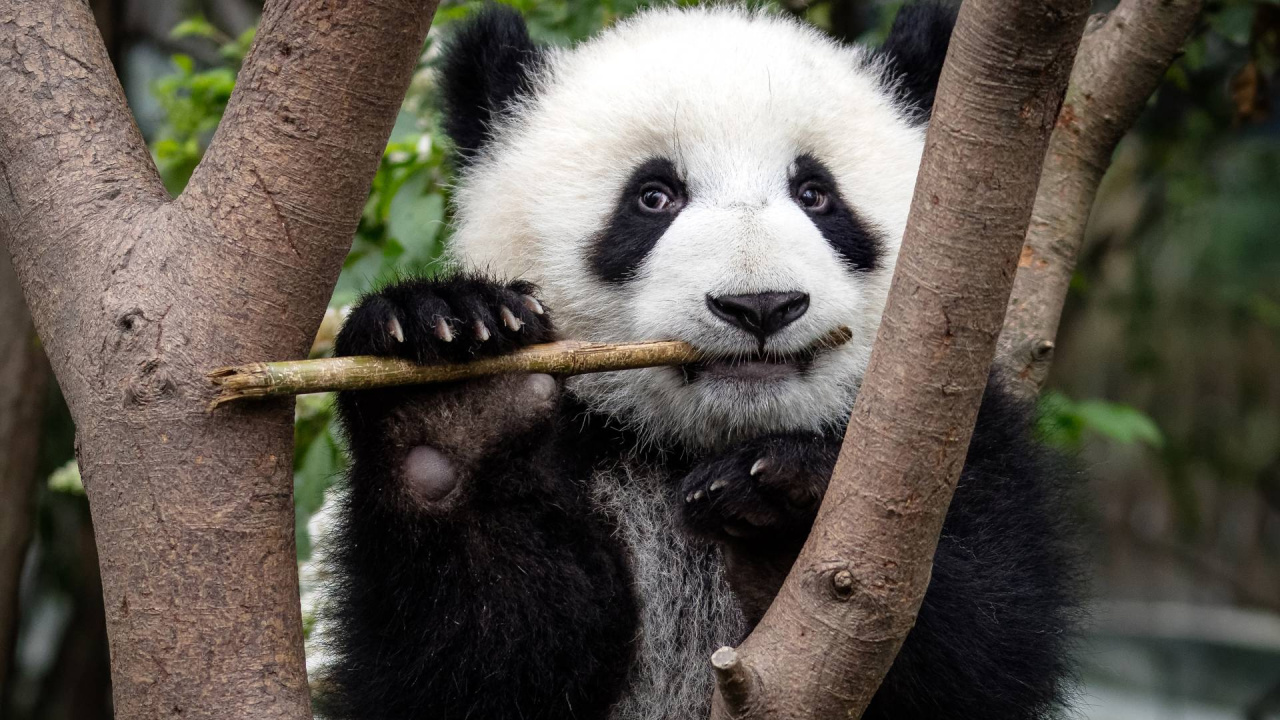 Image d'illustration pour : Et des pandas