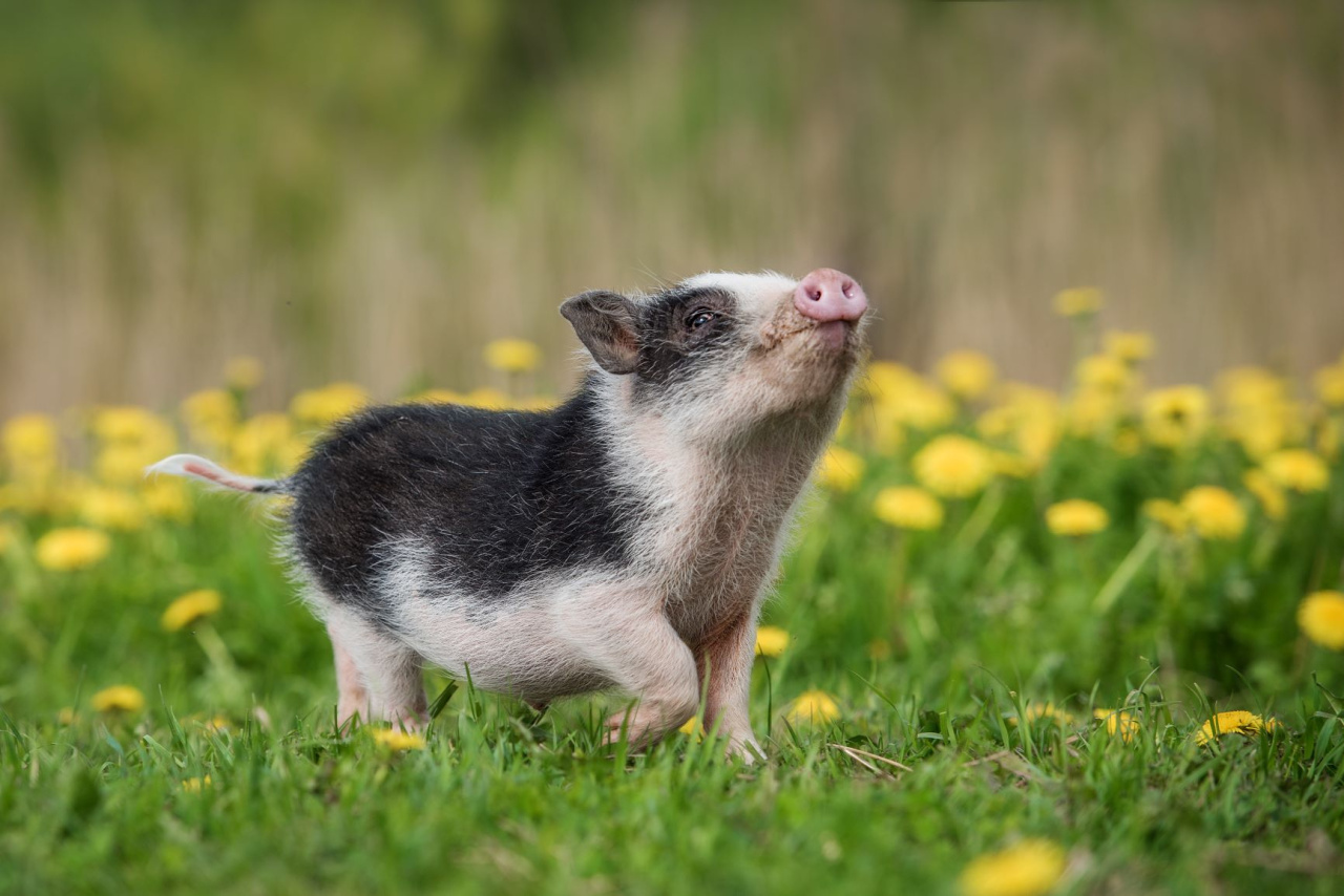 Image d'illustration pour : Et des cochons nains !!!